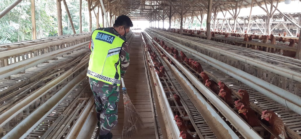 Tingkatkan Penghasilan, Anggota Koramil 421-01/ Kedondong Usaha Ternak Ayam