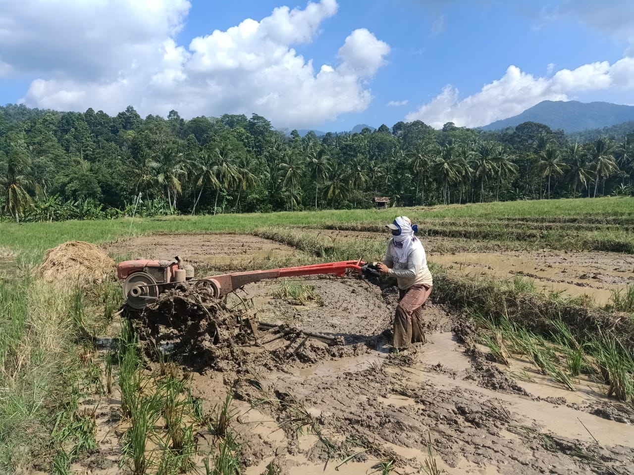 Panen Raya Sudah, Petani Tatap Musim Tanam Baru