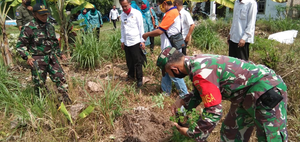 Bagikan Bibit Pohon Kelor untuk Penghijauan dan Manfaatkan Kasiatnya