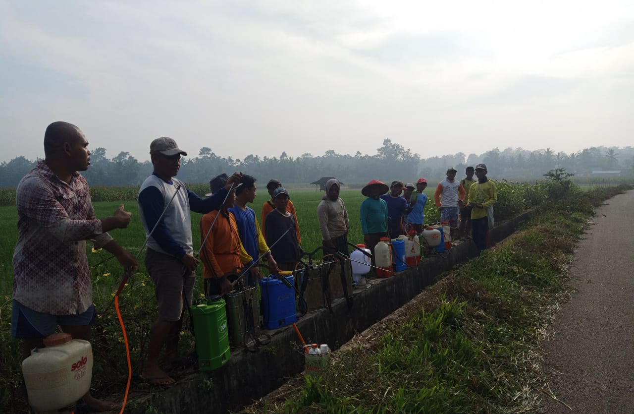 Petani Desa Kuripan “Demo” Hama Wereng Pakai Agenhayati