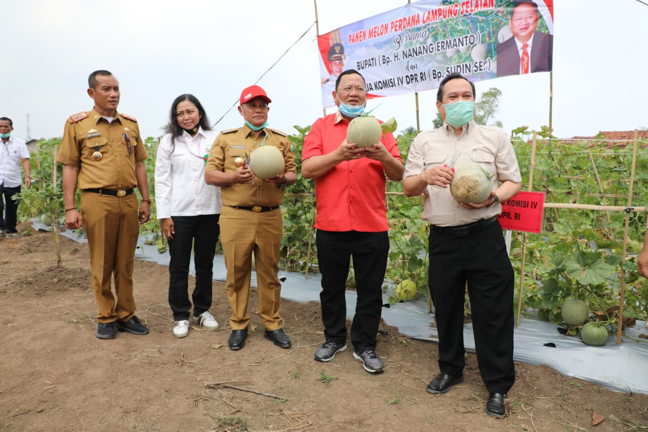 Perdana, Panen Melon di Kebun Edukasi Rumdin Bupati