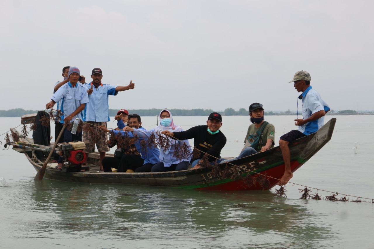 Sokong Petani, Komisi II dan DKP Lampung Bangkitkan Sektor Rumput Laut