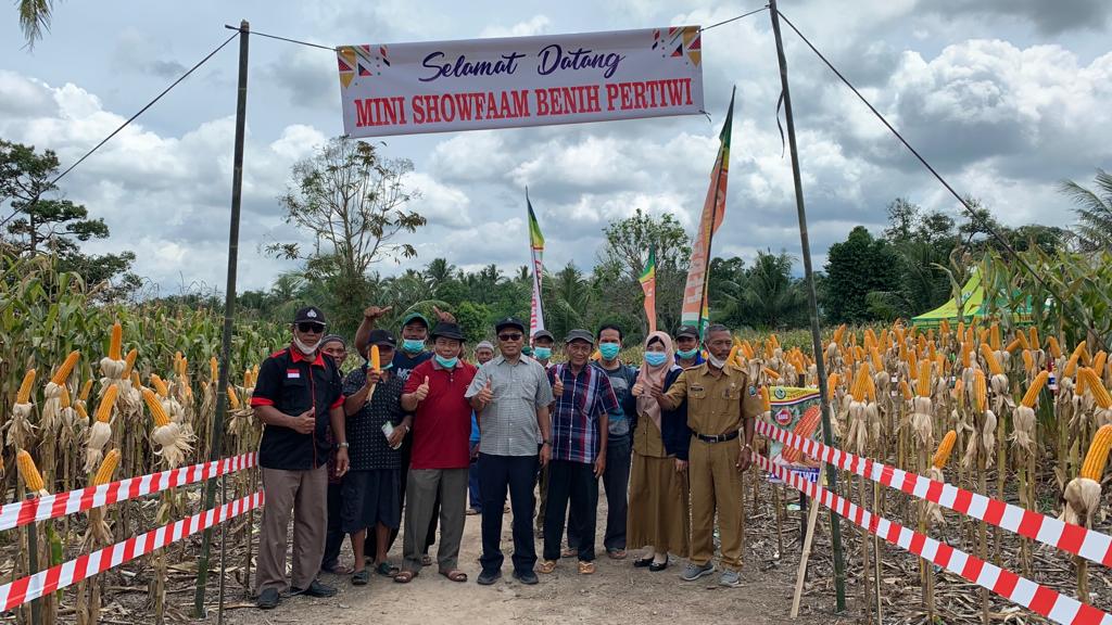 Panen Raya Jagung Hibrida Pertiwi 5 dan Pertiwi 6 Sukses Digelar