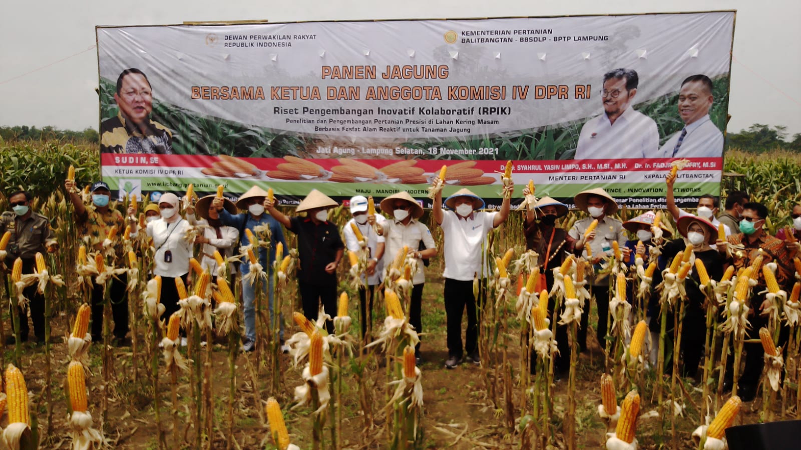 Panen dan Tanam Jagung Bersama Ketua dan Anggota Komisi IV DPR RI di Jati Agung, Lampung Selatan