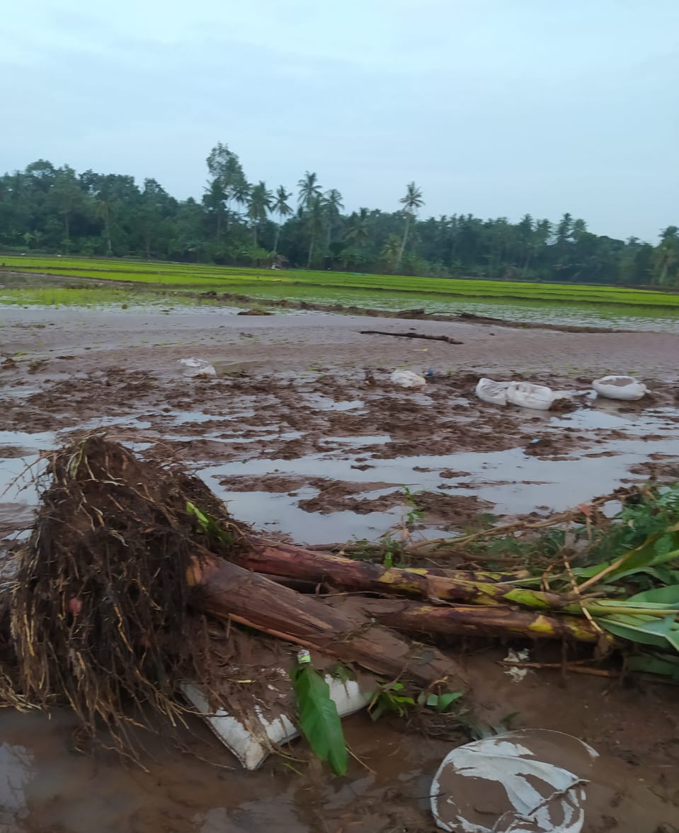 Pasca Banjir, 55 Hektar Padi Gagal Tanam