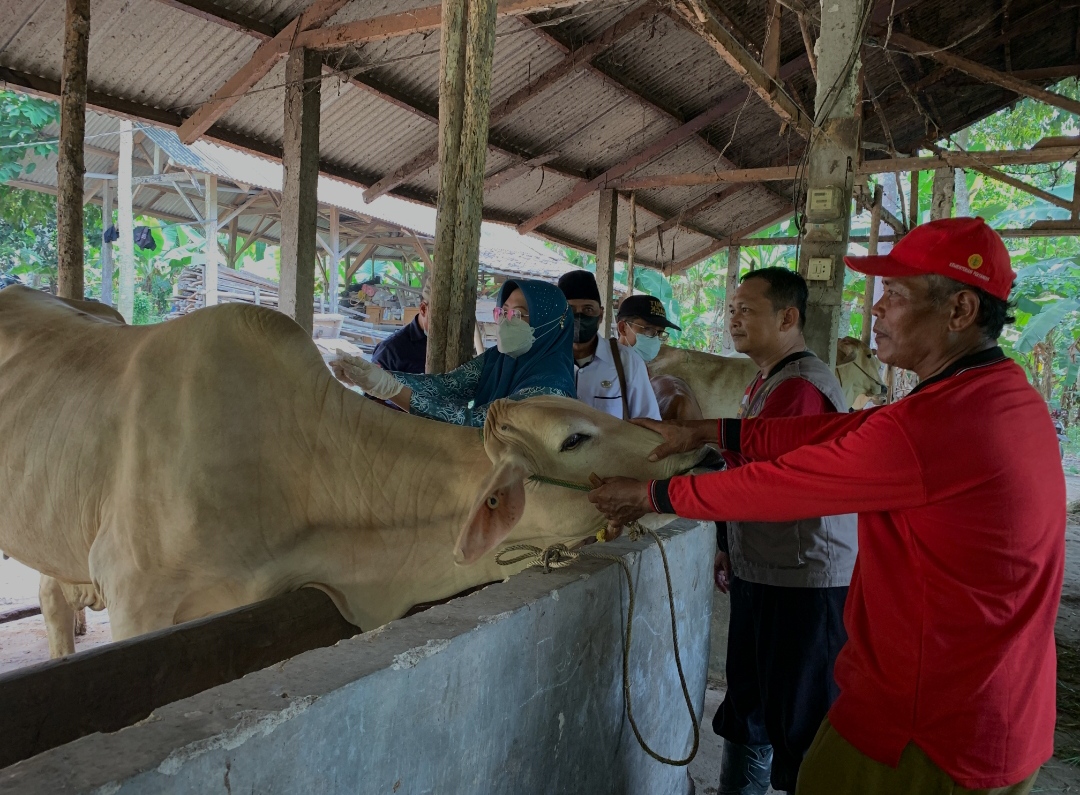 PMK Ancam Stabilitas Harga Daging