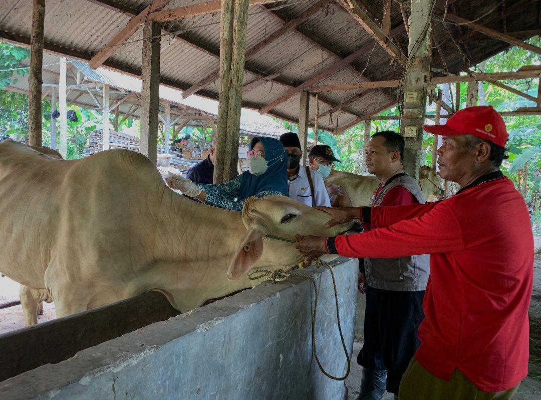 Pilih Hewan Kurban Berlabel Sehat!