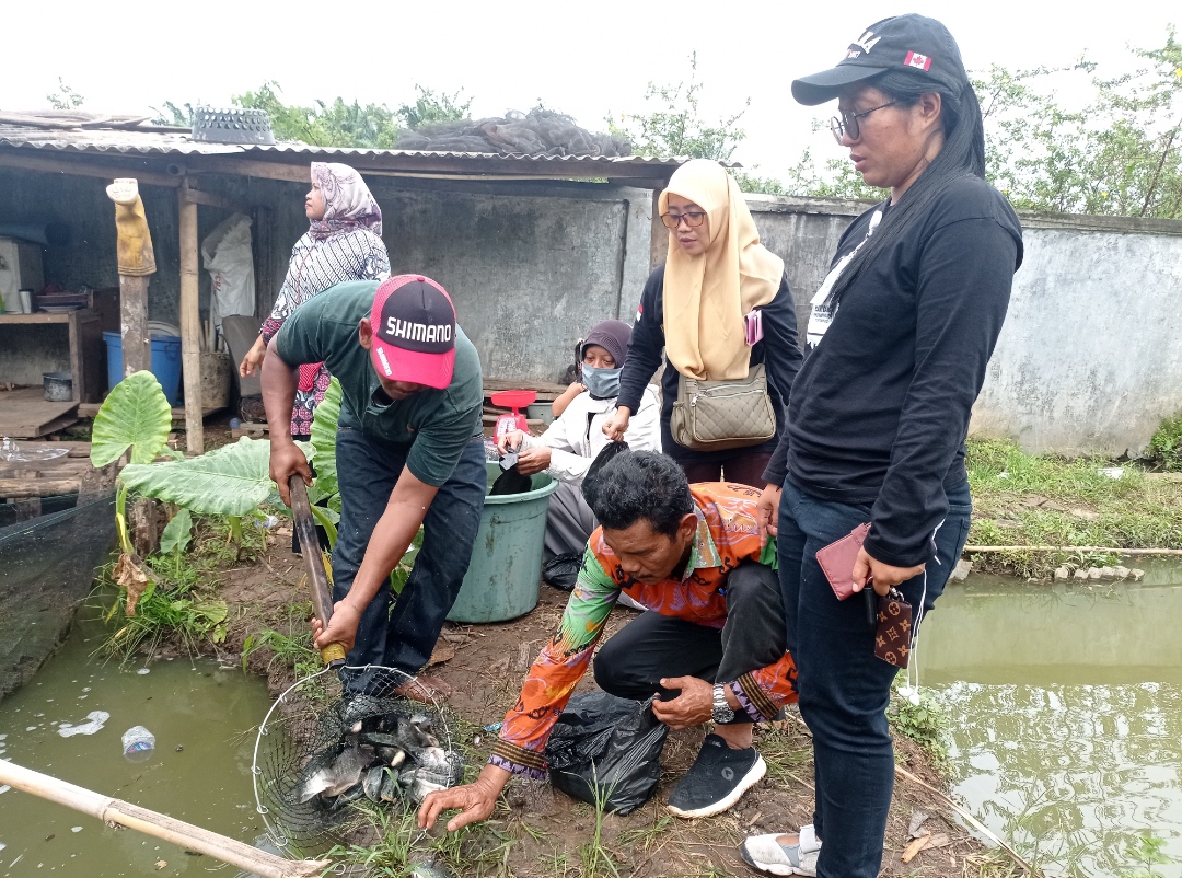 Desa Hajimena Memang Keren, Panen Ikan Dahulu Dibagi-bagikan Kemudian