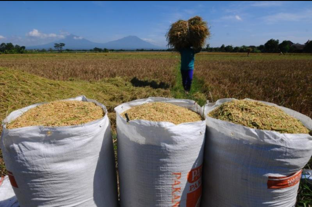 Hasil Panen Diprediksi Merosot 50 Persen