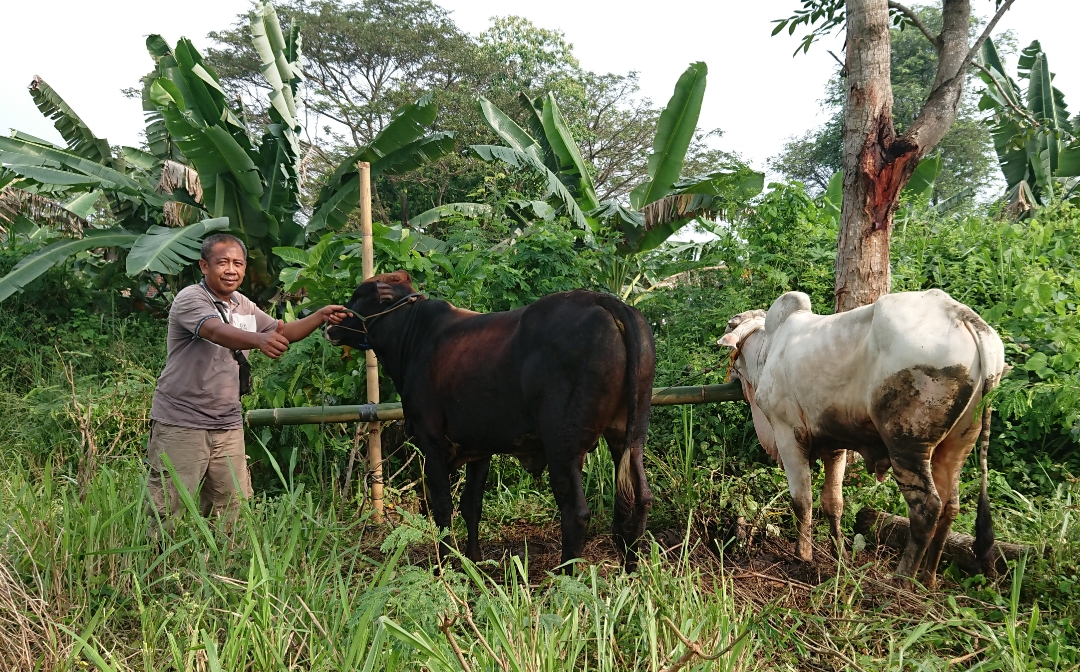 Rp 3Juta Sampai Rp 21 Juta, Harga Hewan Kurban