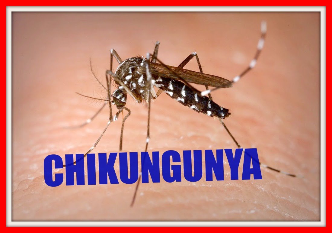 Puluhan Kasus Chikungunya Berhasil Diatasi