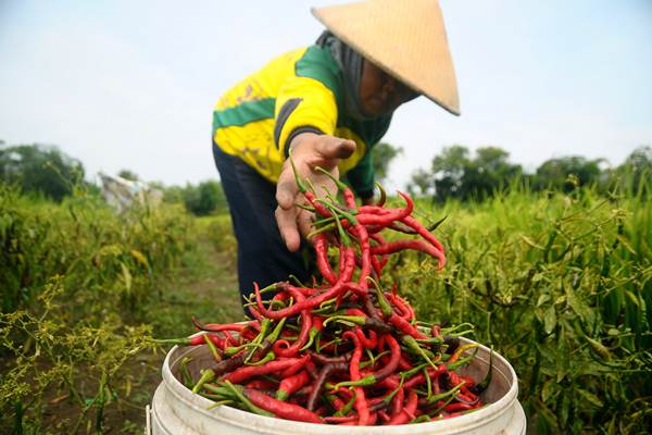 Antisipasi Kebutuhan Cabai dan Bawang Jelang Ramadhan