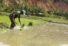 Sistem Tadah Hujan Sulitkan Petani