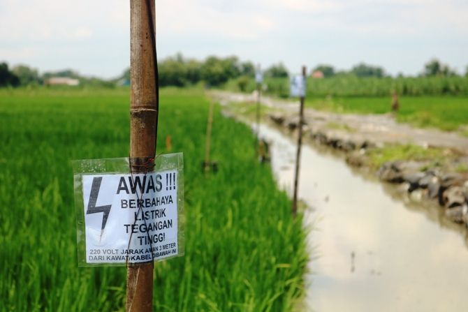 Petani Palas Dilarang Pasang Jebakan Listrik