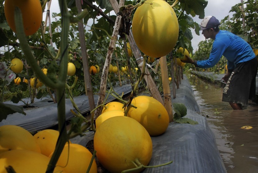 Pengunjung Bisa Nikmati Golden Melon di Hortipark Pesawaran