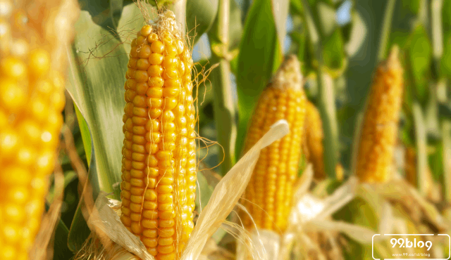 Harga Jagung Stabil Hingga Panen ke Dua