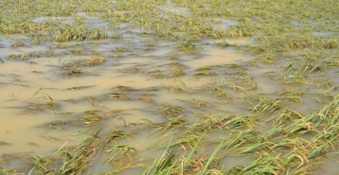 Ribuan Hektar Sawah Diintai Banjir