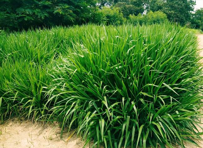 Selain IB, Peternak Sapi Disarankan Tanam Rumput Unggul