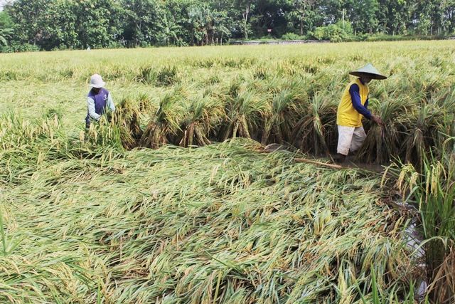 Penggerek Batang Rusak Padi Puluhan Hektar