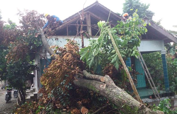 Pohon Timpa Rumah, Satu Keluarga Selamat