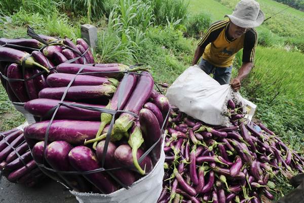 Harga Anjlok, Petani Terong ‘amsyong’